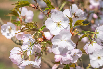 Prunus Sunset Boulevard Detail Blüte