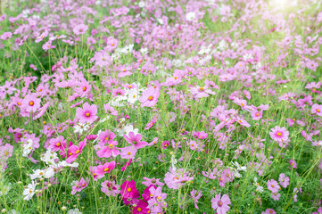 Obraz na płótnie Canvas Field of cosmos flower gardens
