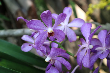 Orchid flowers in the Spring Day orchid garden for postcard design ideas, beauty and agricultural concepts.