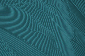 Beautiful close up dark black,green blue azure feather pattern texture background