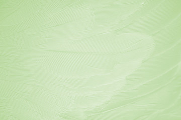 Beautiful feather color light green pattern  texture background