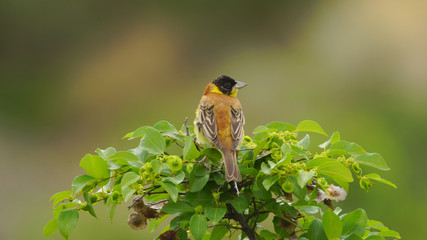 Black-headed bunting (Emberiza melanocephala) - Azerbaijan