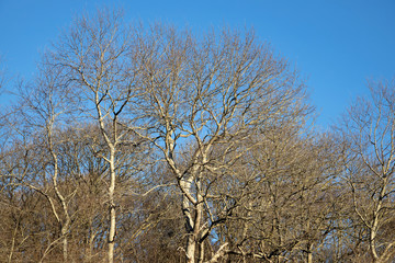 Bare trees in sunny winter light