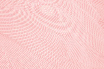 Beautiful soft pink feather wing pattern texture background