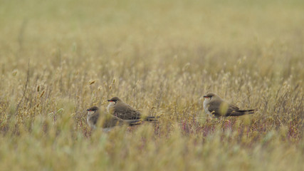 Collared pratincole (Glareola pratincola) - Azerbaijan