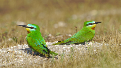 Blue-cheeked bee-eater (Merops persicus) in Azerbaijan