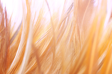 beautiful chicken feather texture background