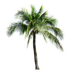 Obraz premium Coconut tree isolated on the white background.