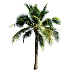Obraz na płótnie Canvas Coconut tree isolated on the white background.