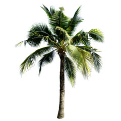 Coconut tree isolated on the white background.