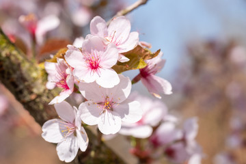 Fototapeta na wymiar Prunus hillieri 'Spire' Detail Blüte