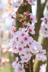 Prunus hillieri 'Spire' Detail Blüte