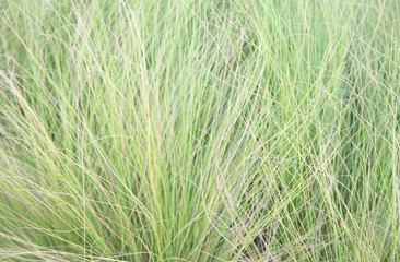 Close up on fresh green grass texture background 