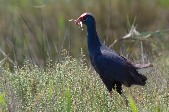 Purple Gallinule