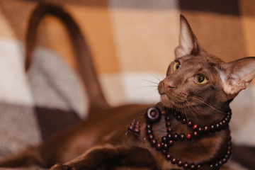 Oriental shorthair chocolate brown kitten. The cat is wearing a rosary. Oriental beads. Prayer beads.