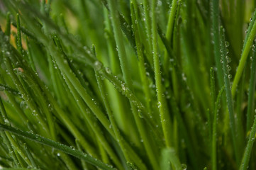 Fototapeta na wymiar Closeup of drops of water on chive leaves