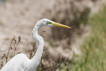 great white egret