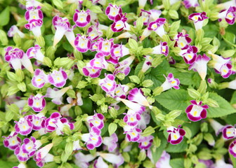 Wishbone flower, Bluewings or Torenia, can be used as background
