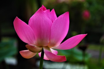 Obraz premium BALI Feur Lotus