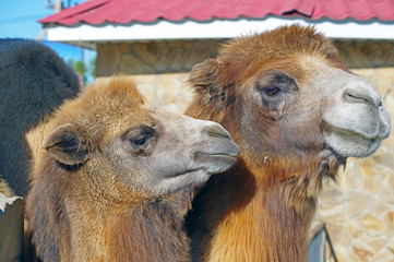 portrait of the beautiful camels in zoo