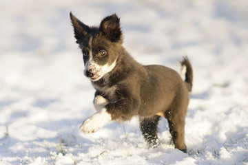 Playful blue and white Border Collie puppy running outdoors on a snow on sunset in winter