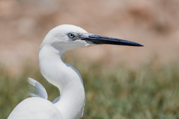 little egret closeup