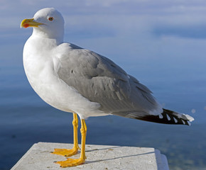 White and grey seagull