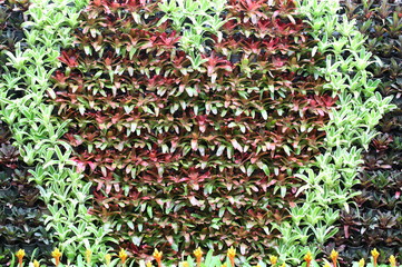Bromeliad vertical gardening.