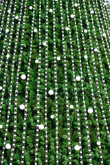 light bulbs on a green Christmas tree