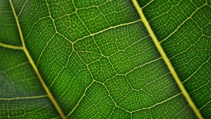Green leafs of the fiddle-leaf fig