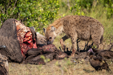 hyena and vultures near the carcass of an old male elephant in the Masai Mara Game Reserve in Kenya