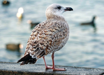White and grey seagull