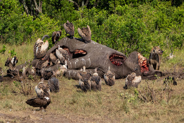 hyena and vultures near the carcass of an old male elephant in the Masai Mara Game Reserve in Kenya