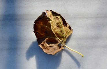 autumn leaf on marble floor