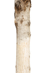Fototapeta premium poplar stump on a white background