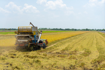 Farmers driving Harvester car during harvesting rice season at rice field farm in Thailand with...