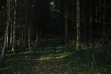 morning in the forest