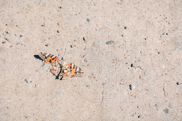 A tropical butterfly with beautiful wings lies on the pavement on a Sunny day.