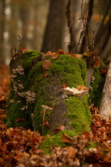 trees and forest on a foggy and later bright day