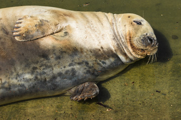 Closeup of a grey seal lying on its back reflected in still water.