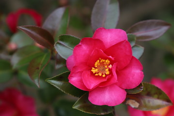 赤い山茶花の花
