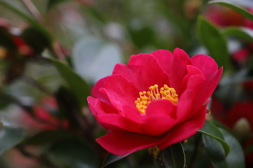 赤い山茶花の花