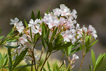 flowers in garden
