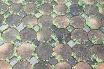 block brick and green plant background 