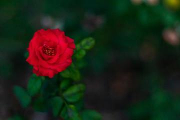 mid close up of beautiful red rose from top on dark background with copy space. fresh concept