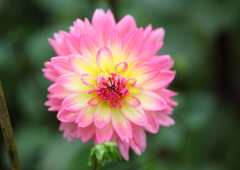 Obraz premium Beautiful pink dahlia in the garden. 