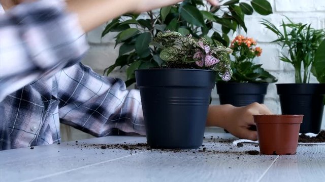 Child Planting Pepper in Pot, Kid Watering Flowers, Girl in Agriculture