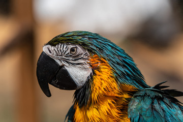 Close up image of Blue-and-yellow macaw