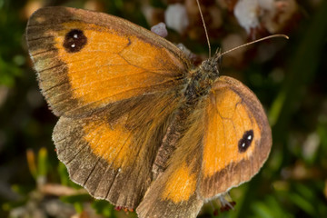 gatekeeper butterfly on leaf