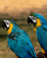A pair of Blue-and-yellow macaw